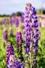 USA, Vermont, Stowe. Field of lupines blooming in spring on Rt 100 Art Print